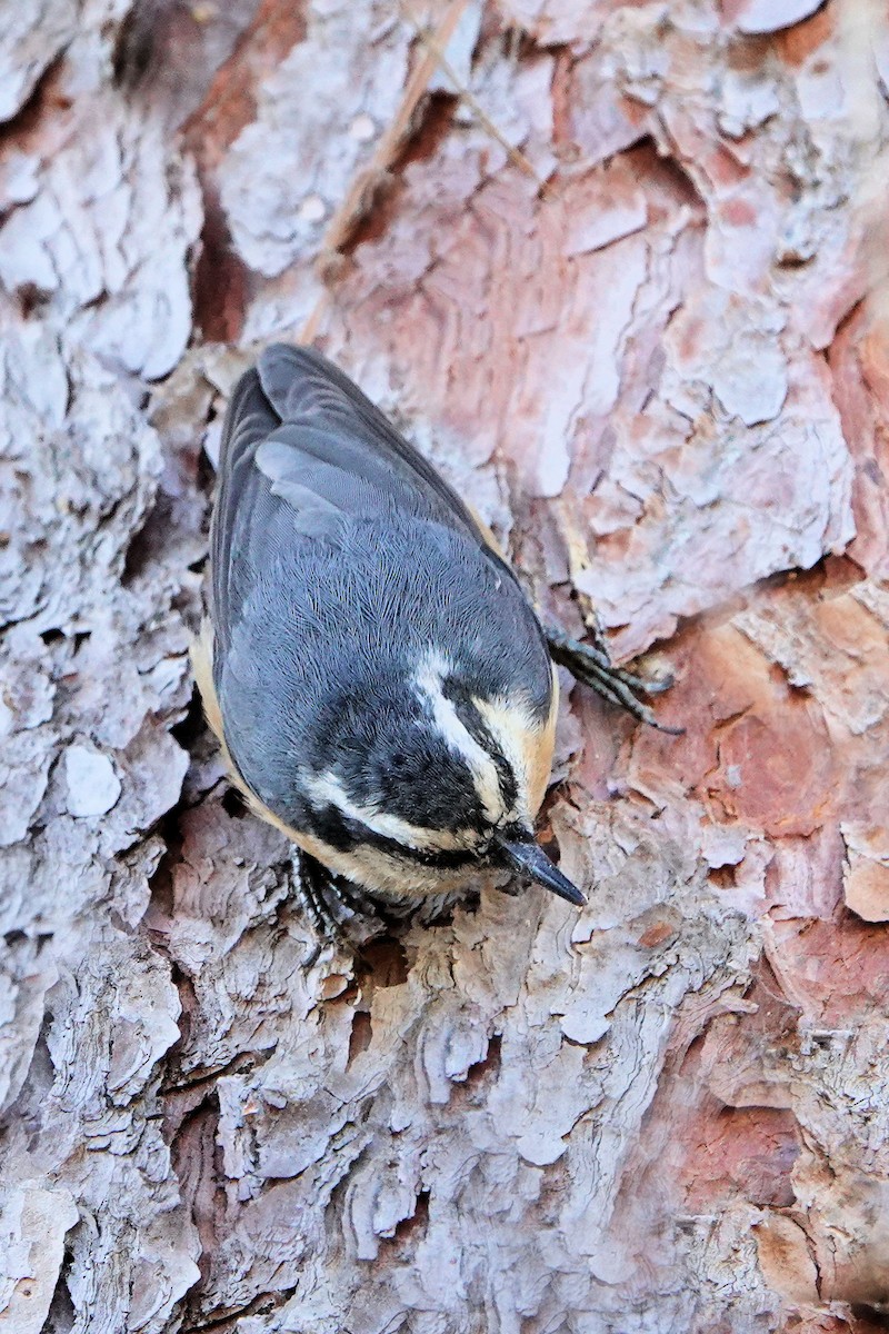 Red-breasted Nuthatch - ML610912318
