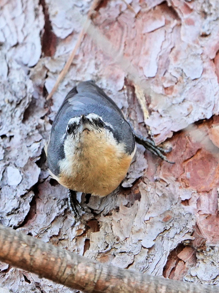 Red-breasted Nuthatch - ML610912319