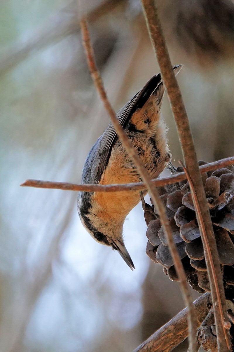 Red-breasted Nuthatch - ML610912320