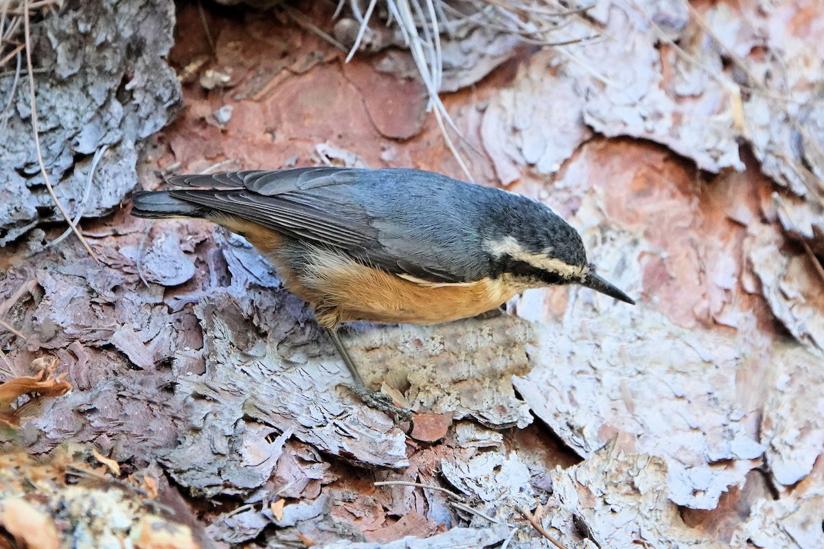 Red-breasted Nuthatch - ML610912321