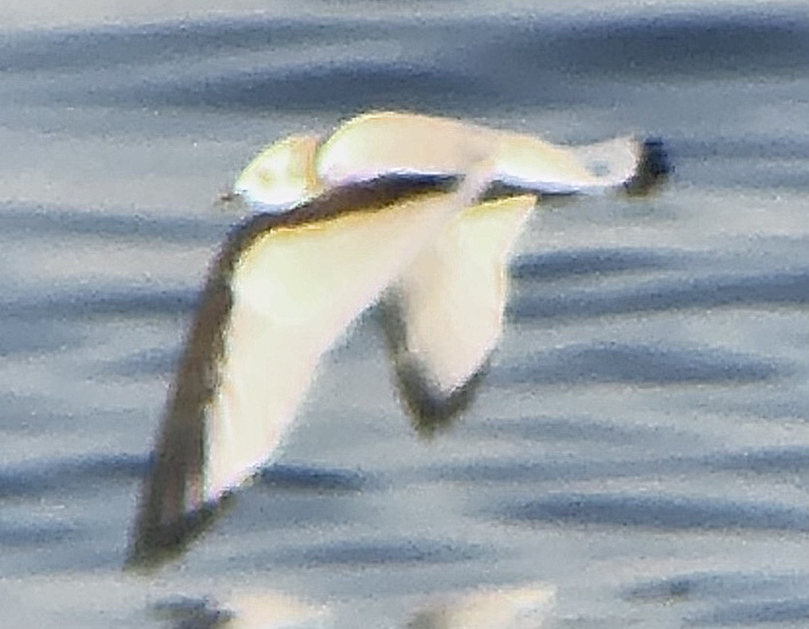 Black-legged Kittiwake - ML610912359