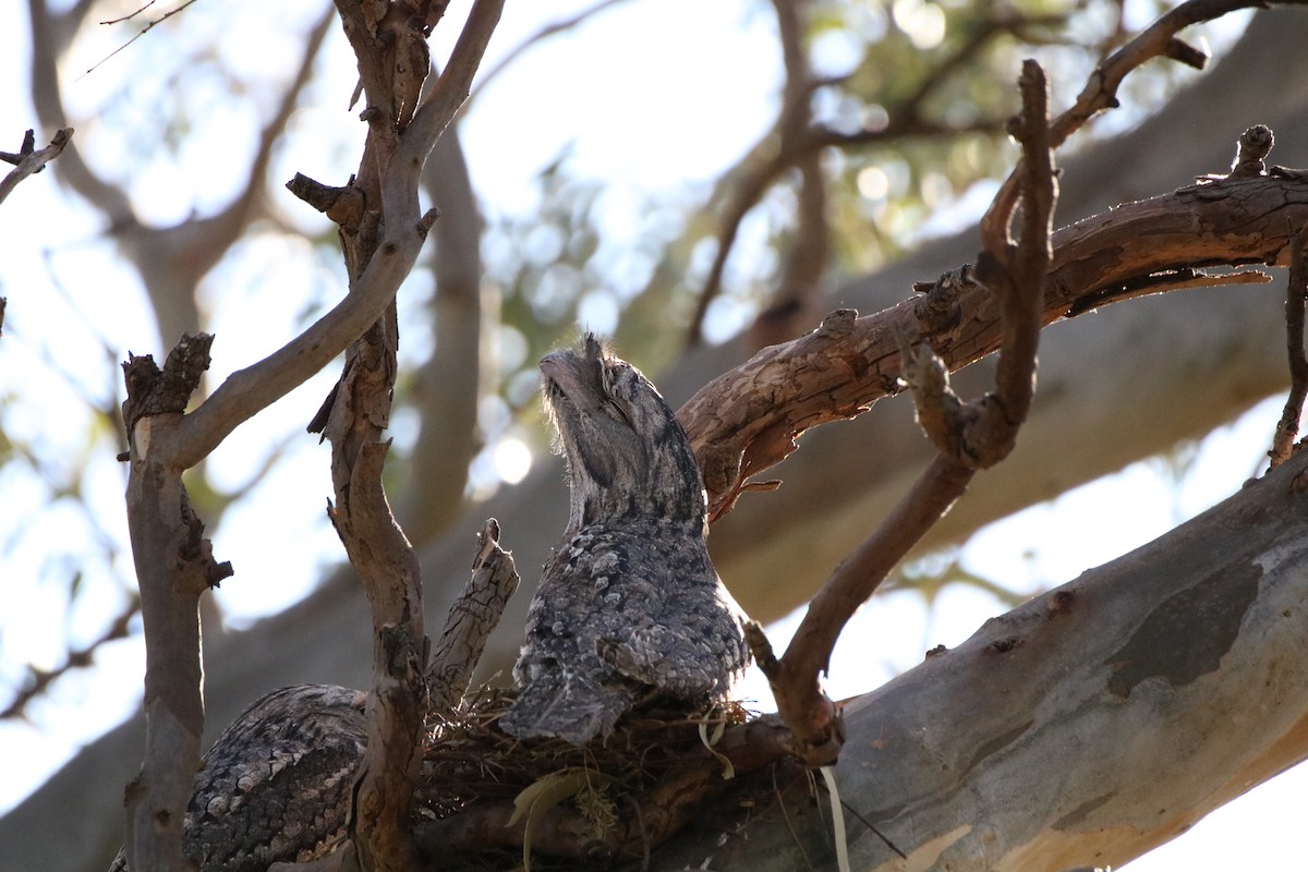 Tawny Frogmouth - Jenny Andrews