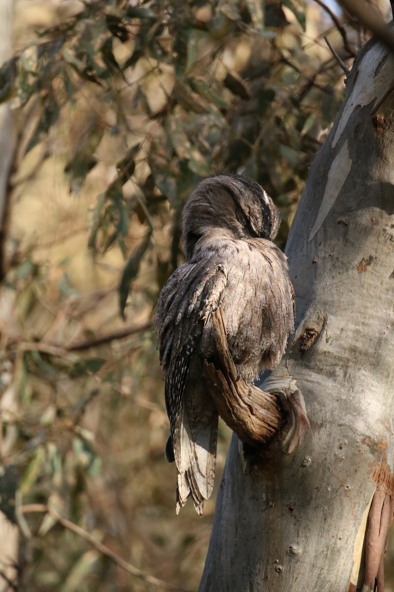 Tawny Frogmouth - ML610912380