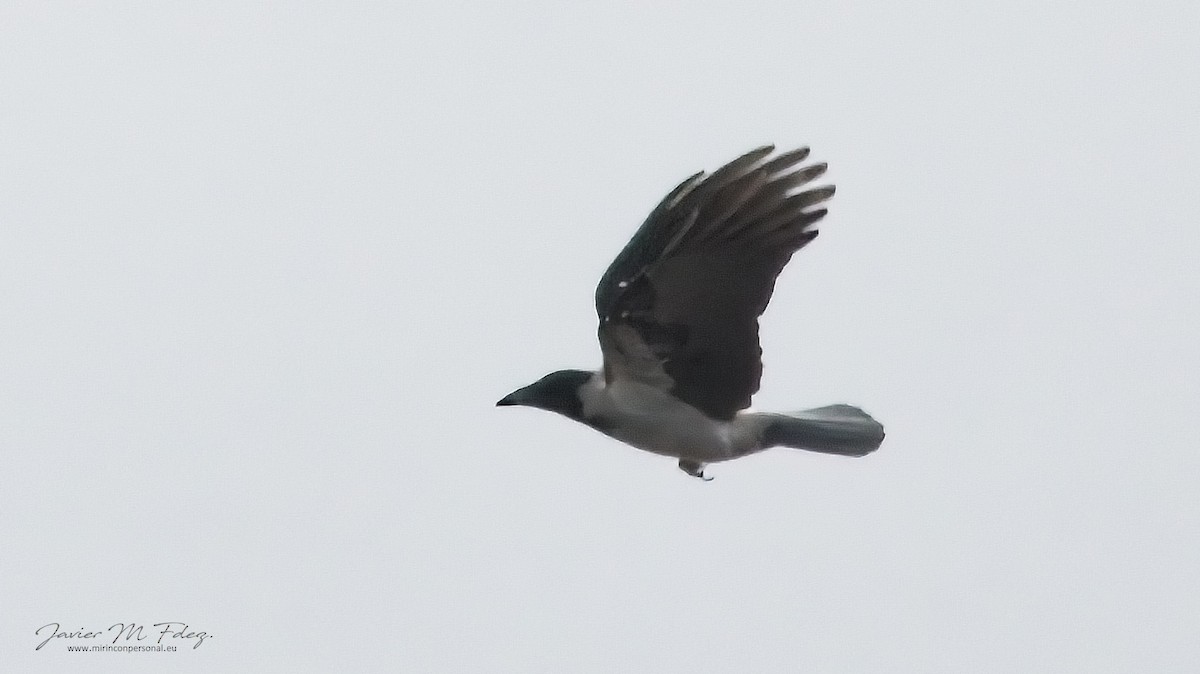 Hooded Crow - Javier M Fernández Hdez.