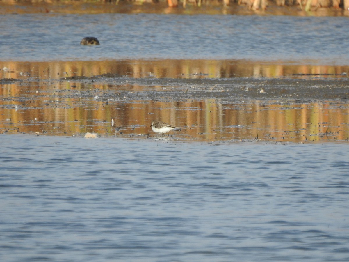 Semipalmated Sandpiper - ML610912471