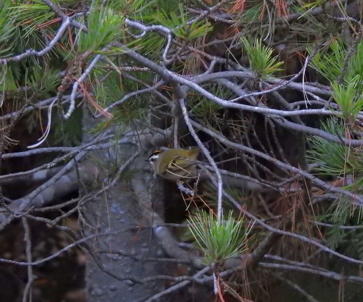 Golden-crowned Kinglet - ML610912553