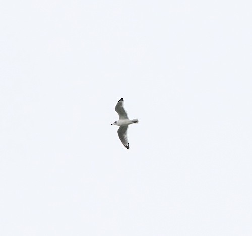 Franklin's Gull - ML610912589