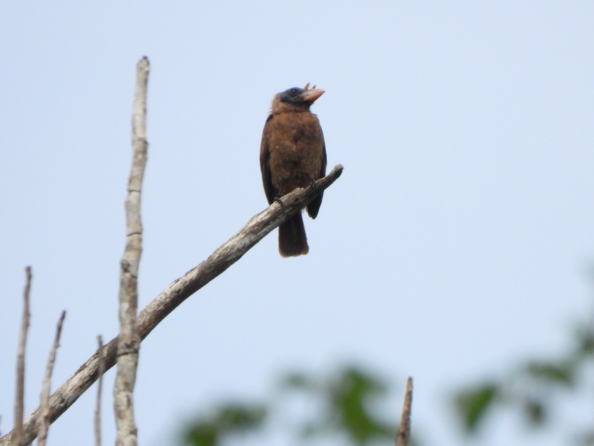 Bristle-nosed Barbet - Bev Agler