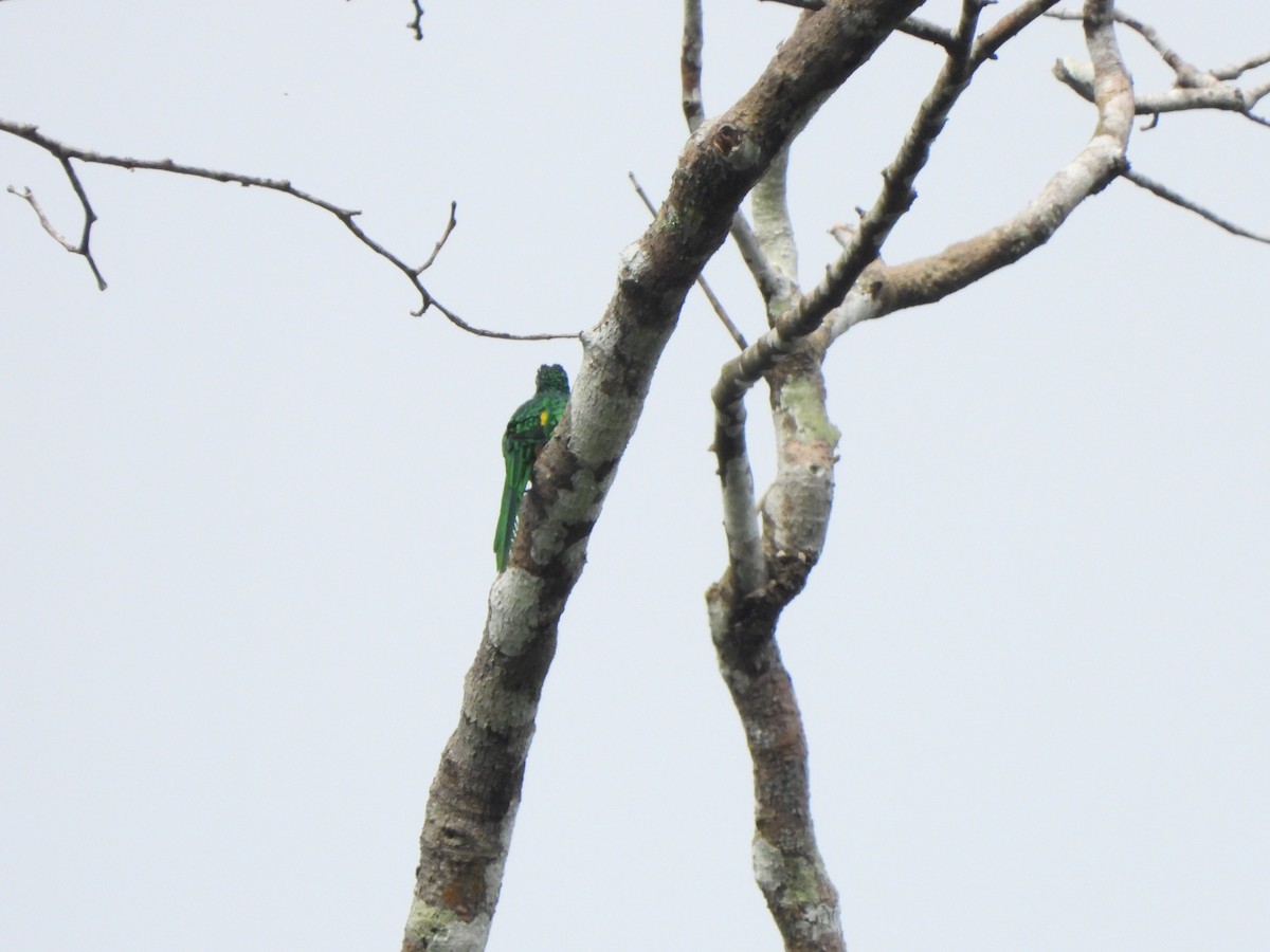 African Emerald Cuckoo - ML610912631