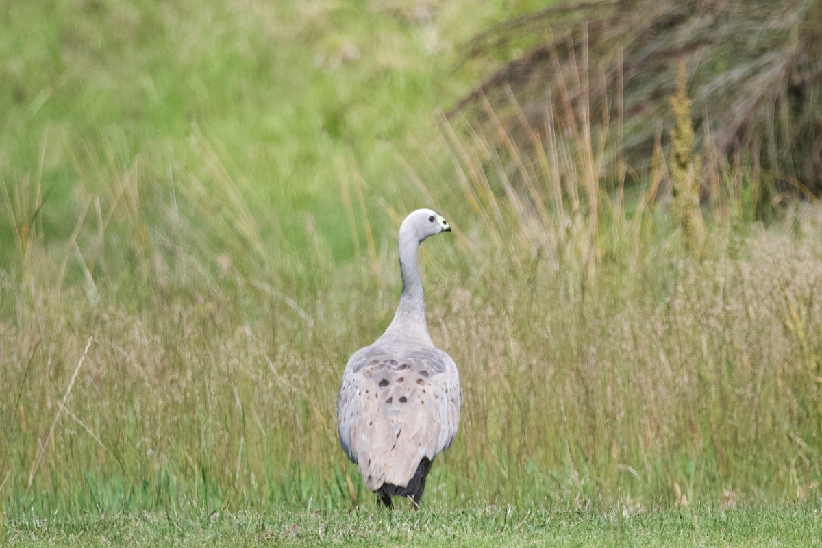 Cape Barren Goose - ML610912679