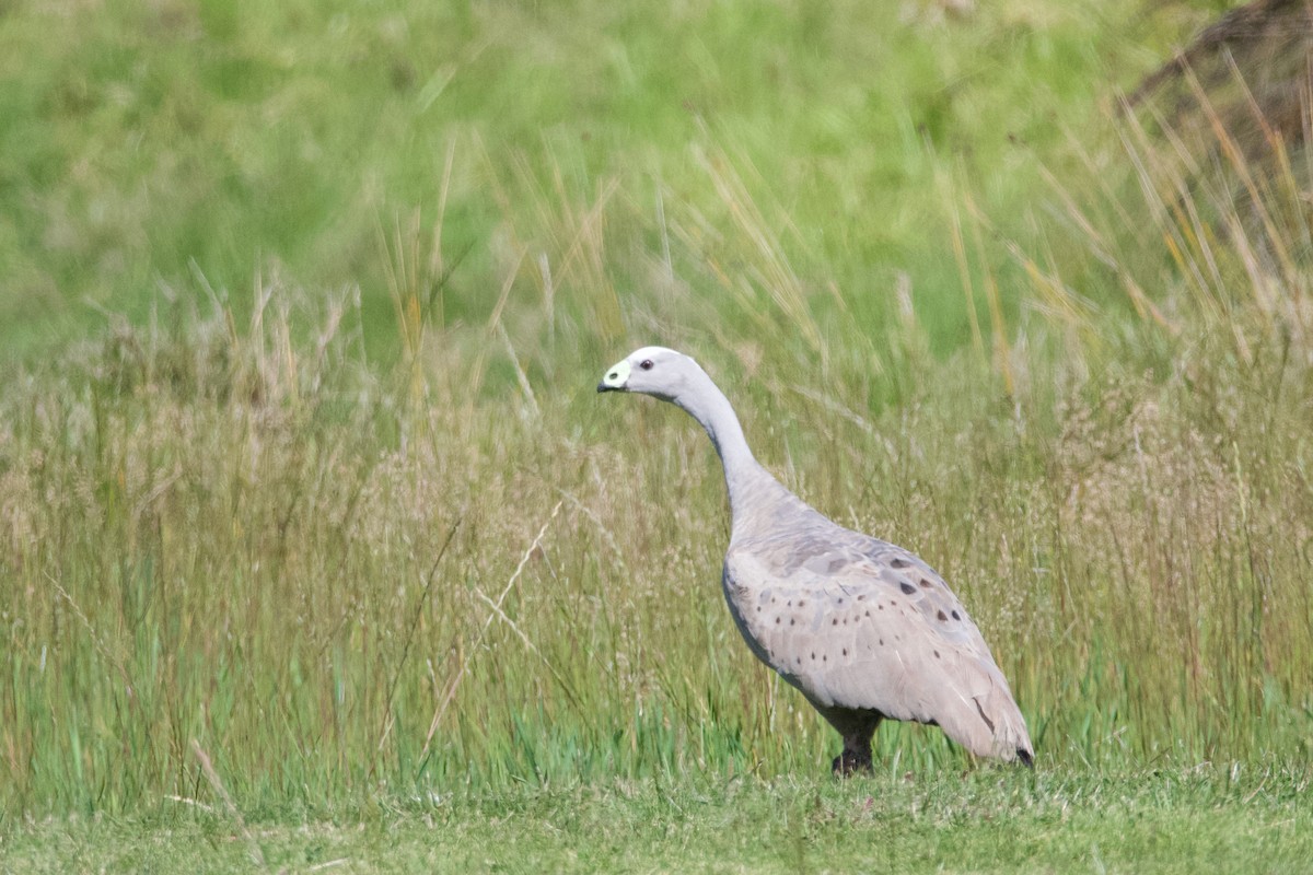 Cape Barren Goose - Alfred & Hidi Lau