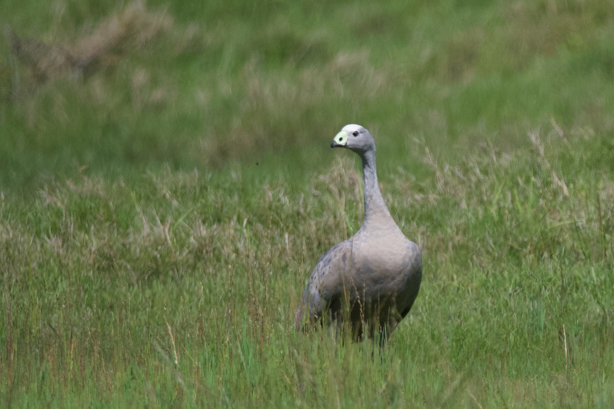 Cape Barren Goose - ML610912685