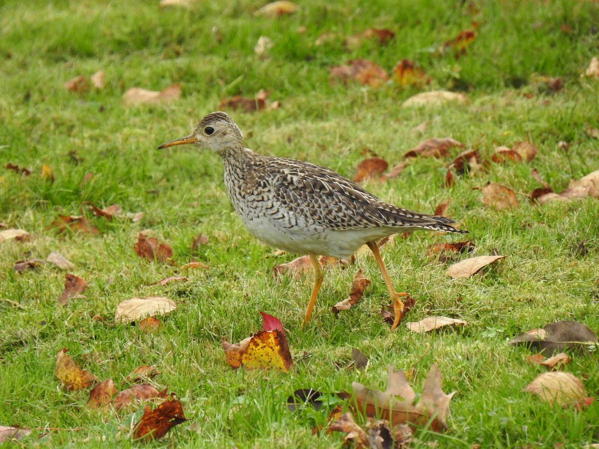 Upland Sandpiper - ML610912765