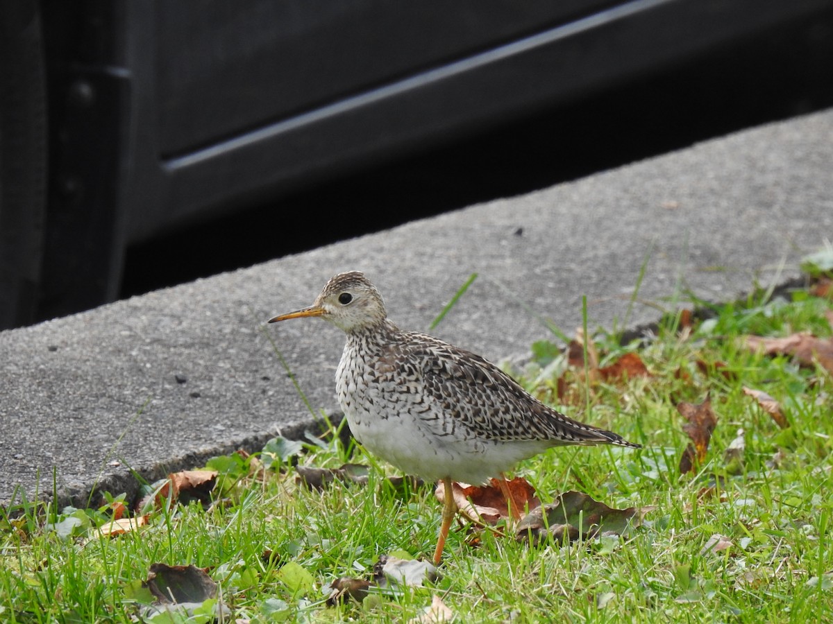 Upland Sandpiper - Susann Myers