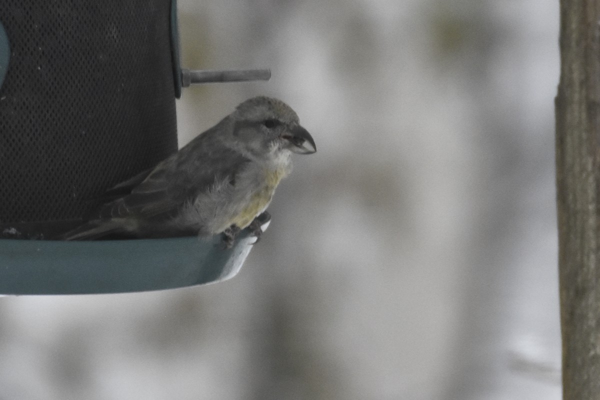 Red Crossbill - ML610912774