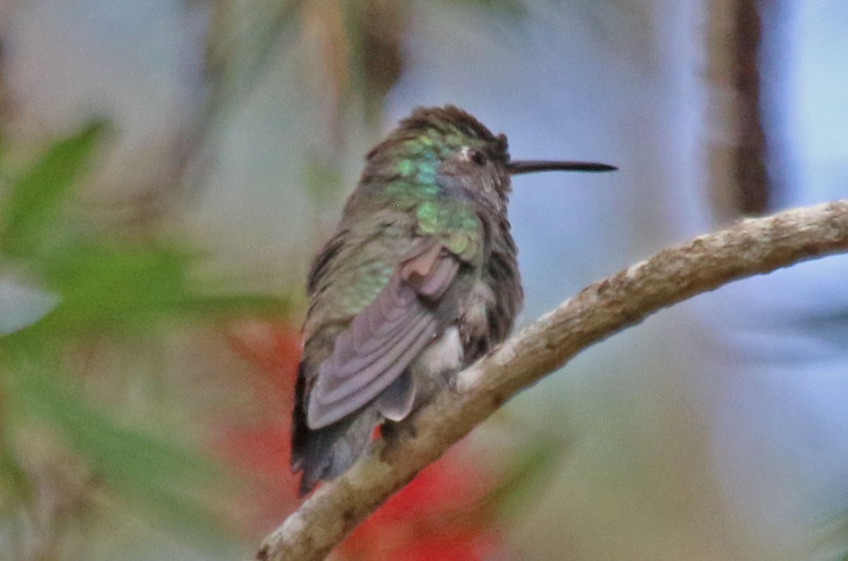 kolibřík zrcadlový - ML610912791