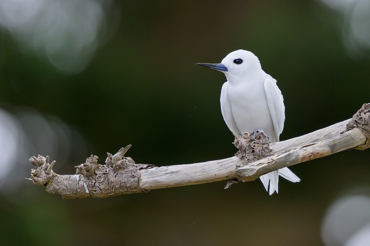 White Tern - Roger MacKertich