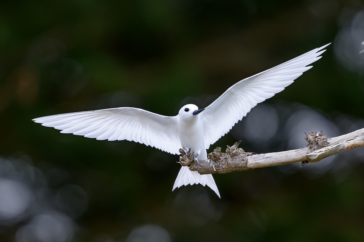 White Tern - ML610912799