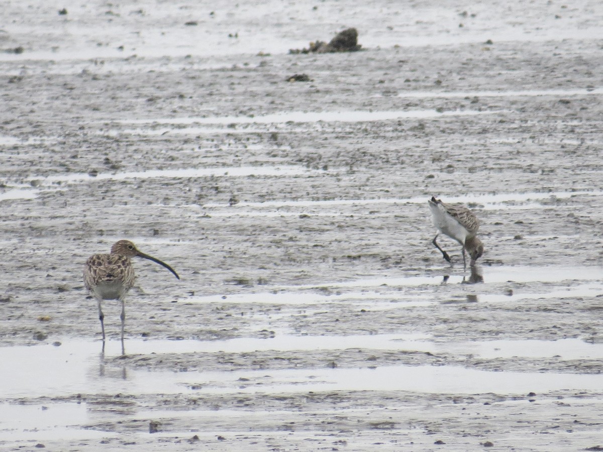 Eurasian Curlew - Anonymous