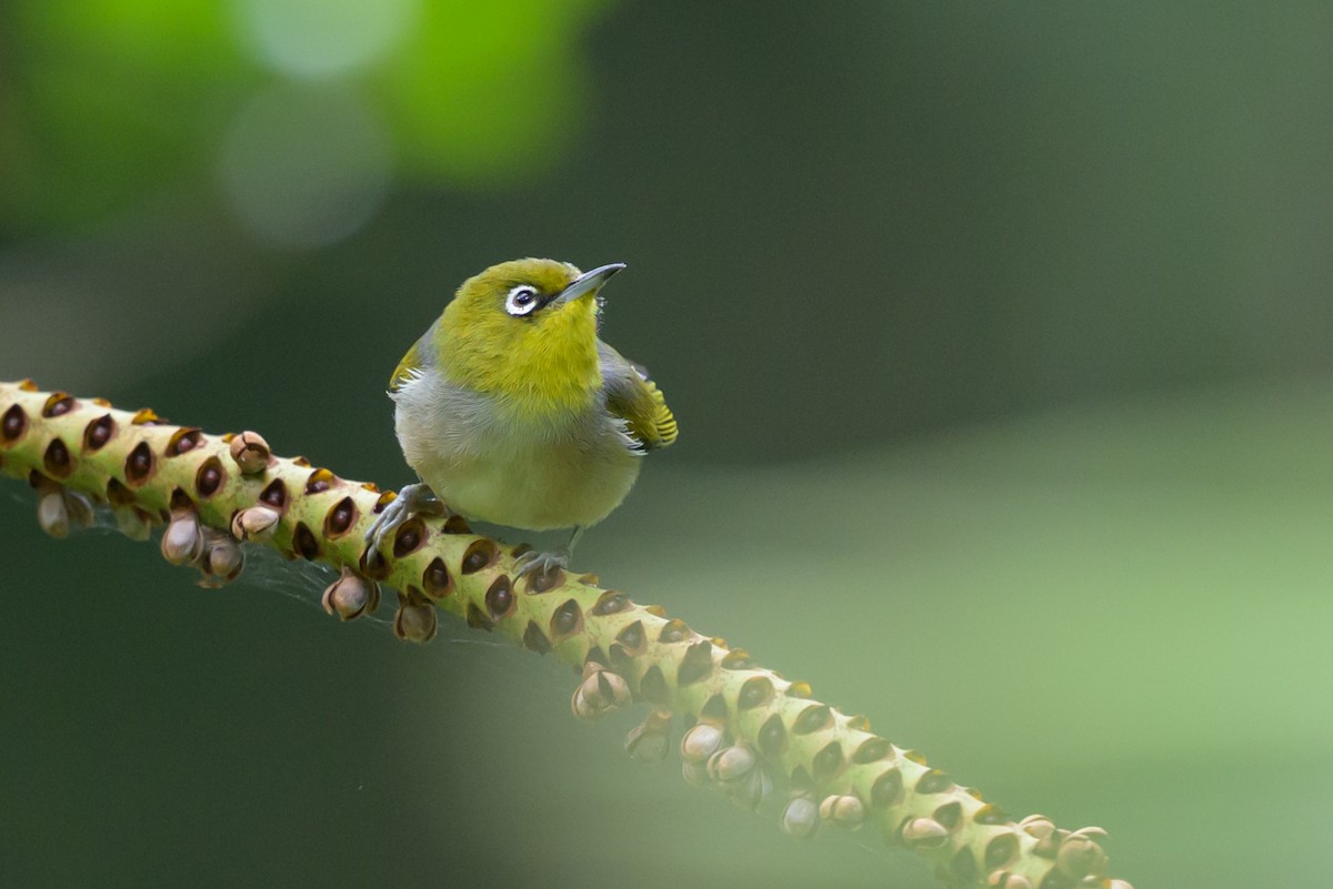 Graumantel-Brillenvogel - ML610912819