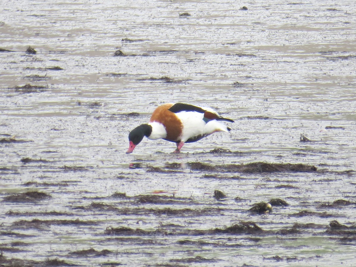 Common Shelduck - Anonymous