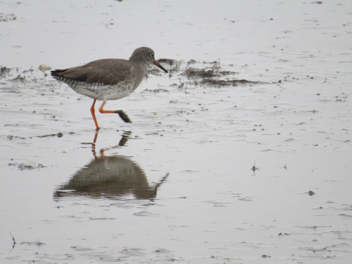 Common Redshank - Anonymous