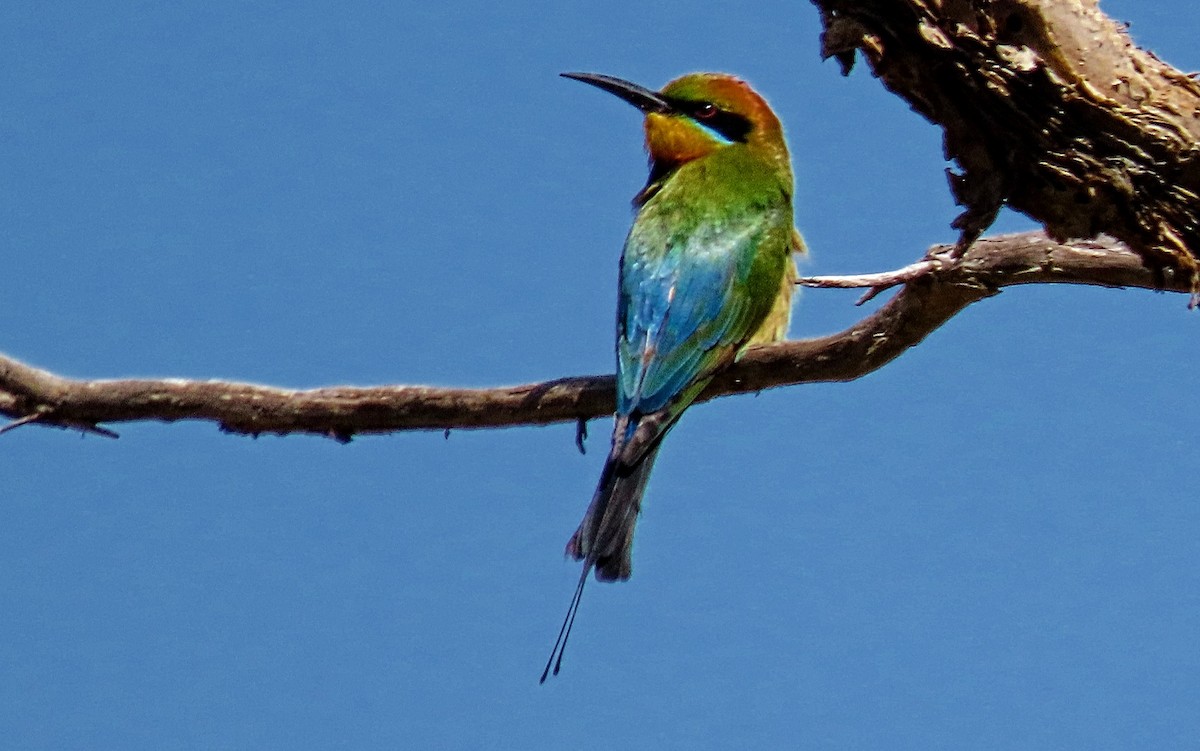 Rainbow Bee-eater - ML610912952