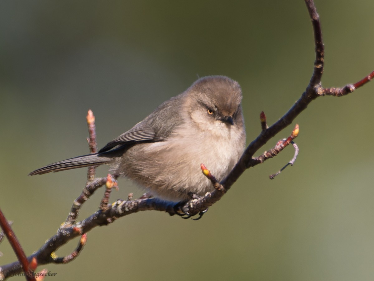 Bushtit - ML610913076