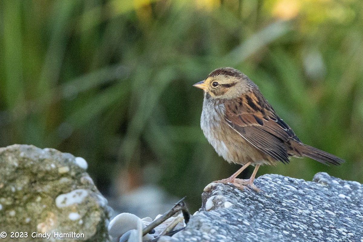 Swamp Sparrow - ML610913084