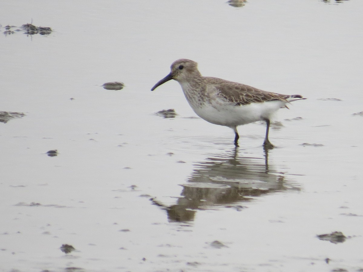 Dunlin - Anonymous