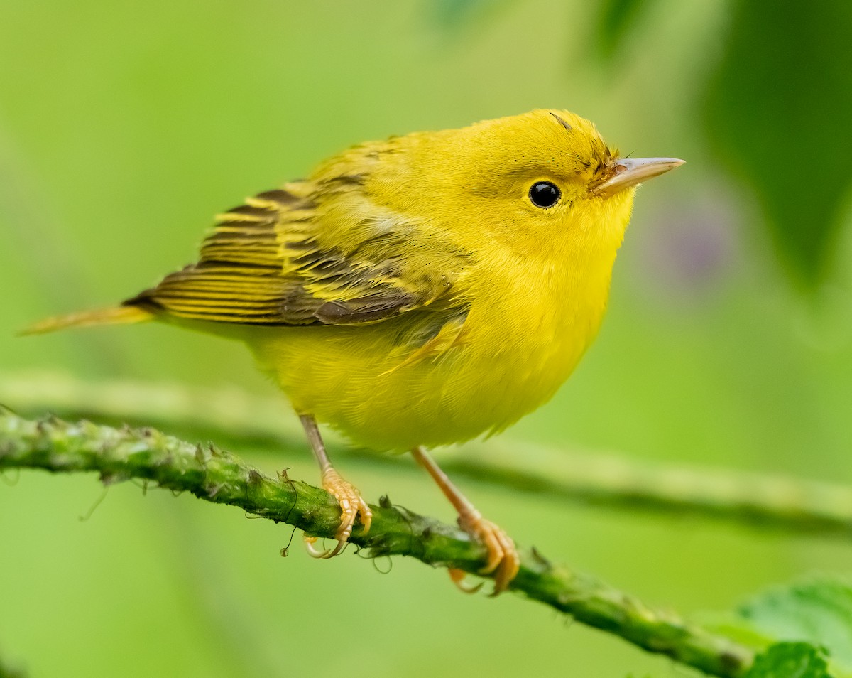Northern/Mangrove Yellow Warbler - ML610913154