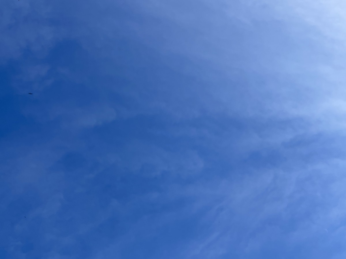 White-throated Needletail - ML610913192