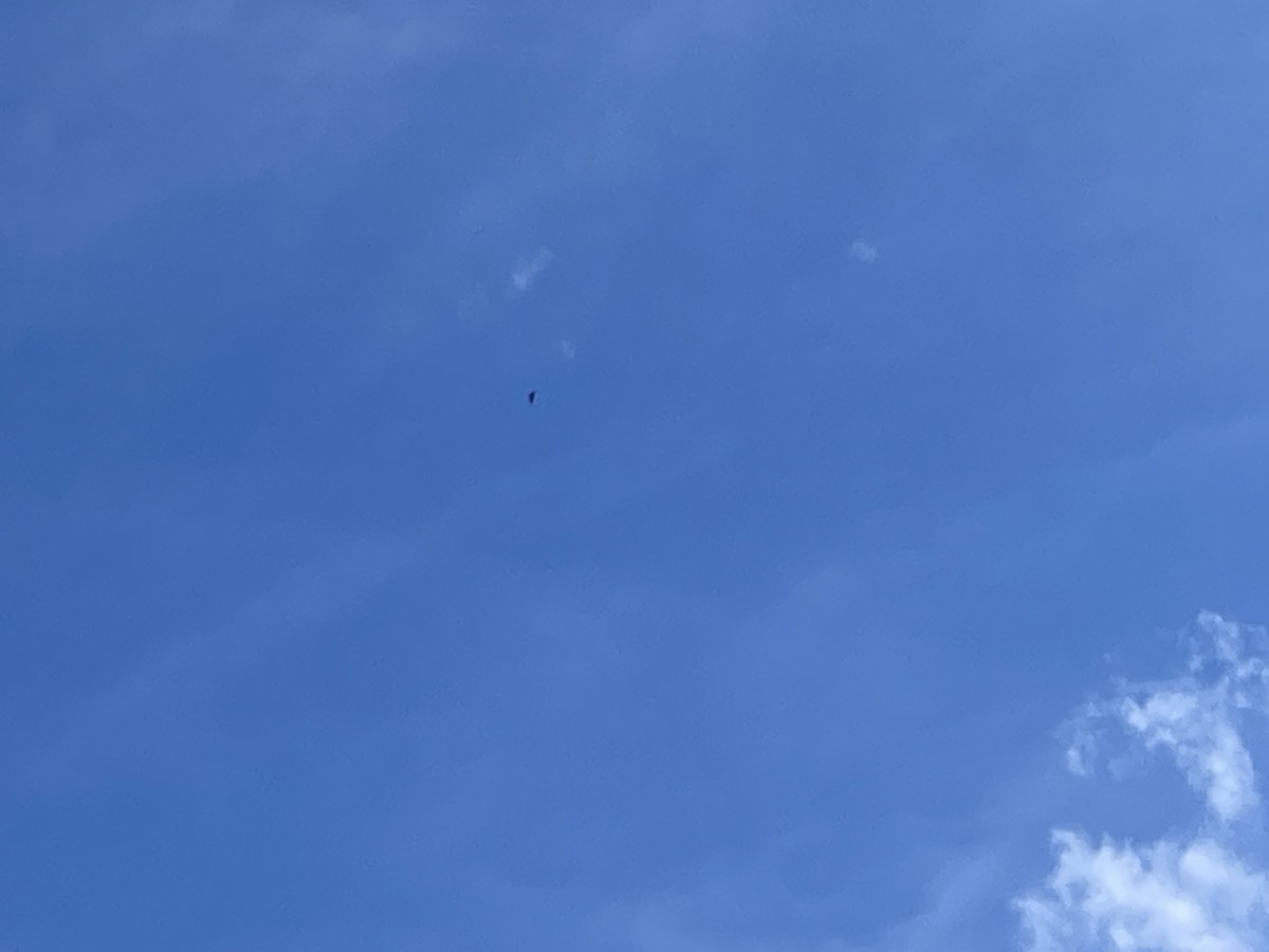 White-throated Needletail - ML610913193