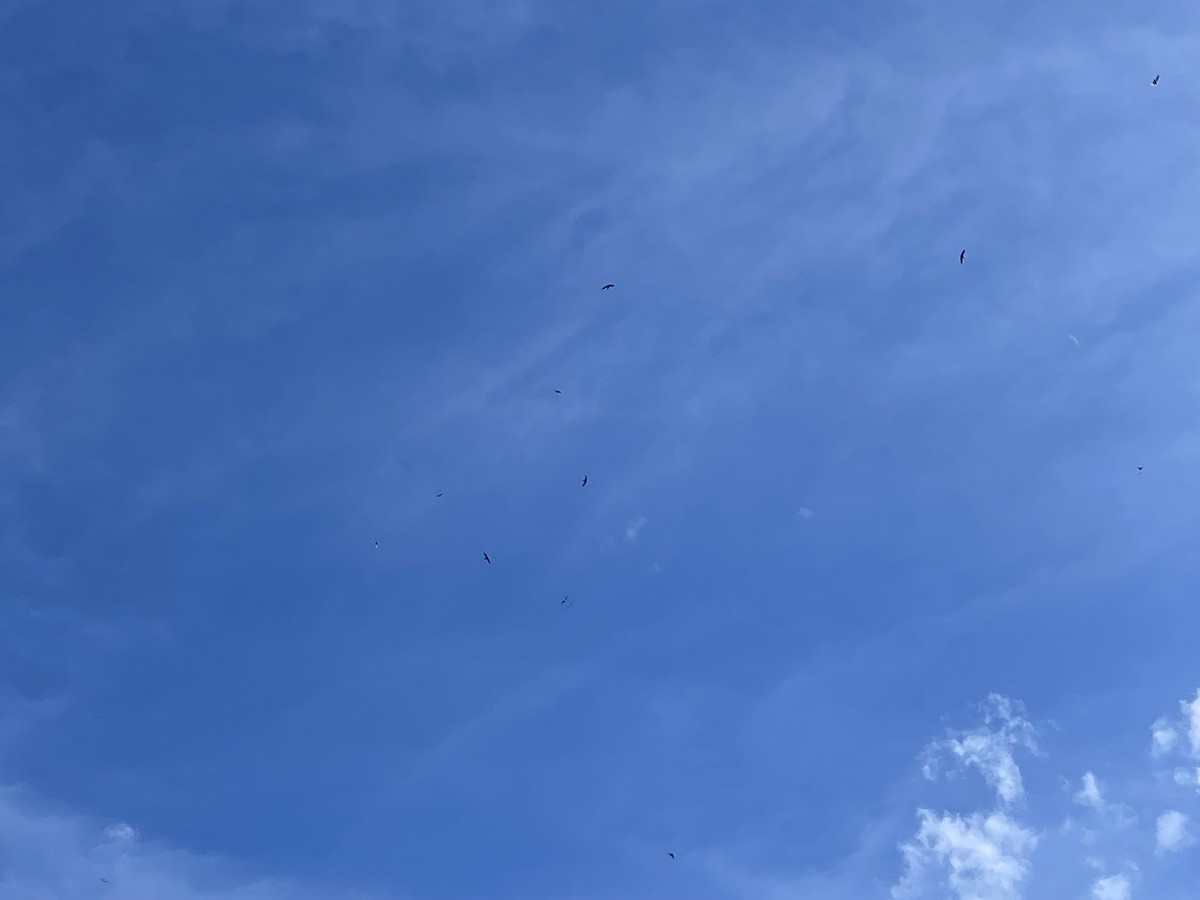 White-throated Needletail - ML610913194