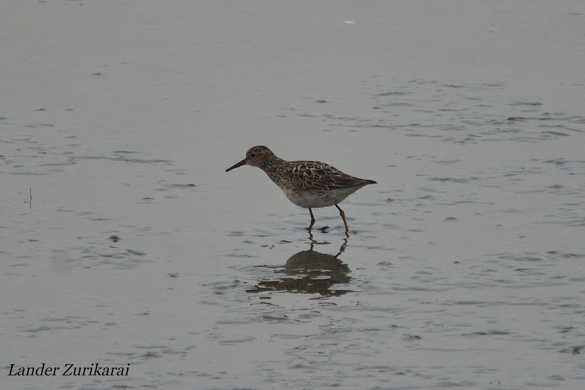 Pectoral Sandpiper - ML610913355