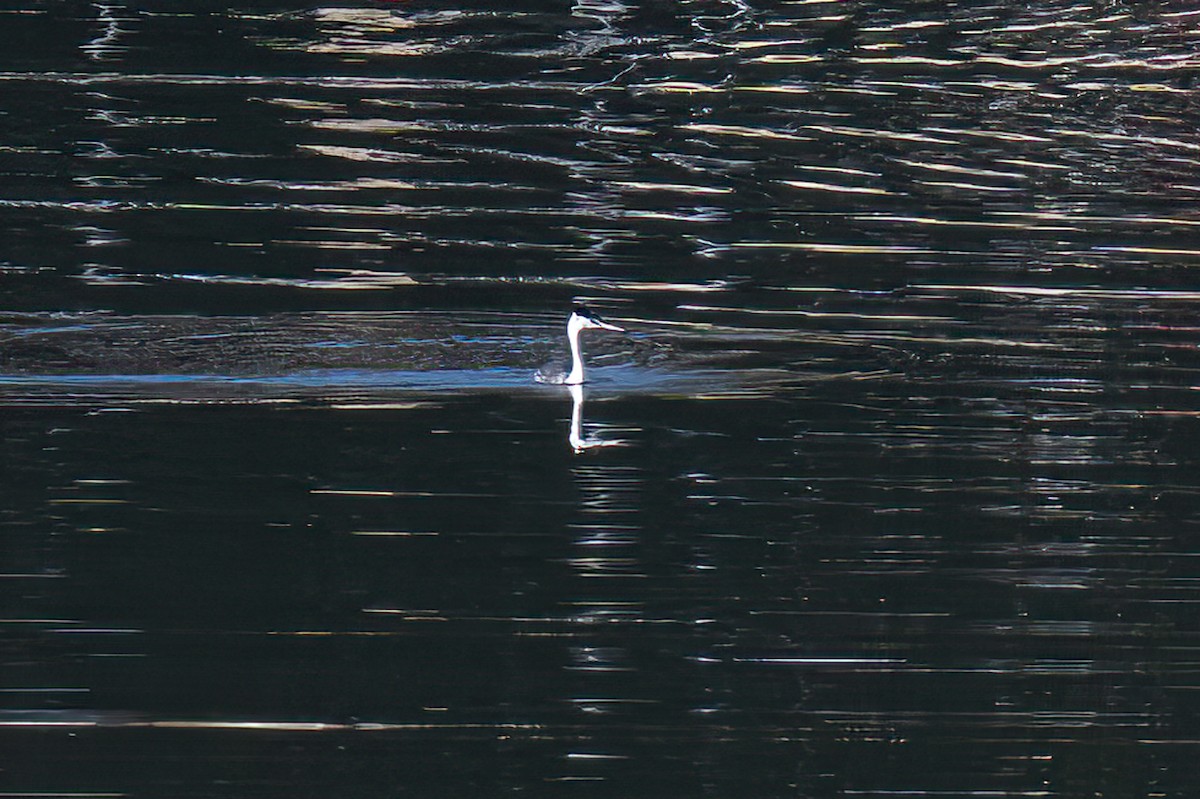 Great Crested Grebe - ML610913391