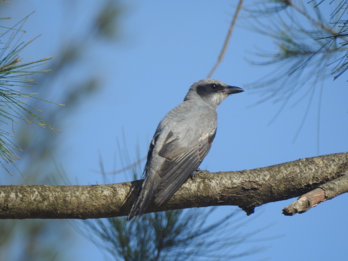 Black-faced Cuckooshrike - ML610913393