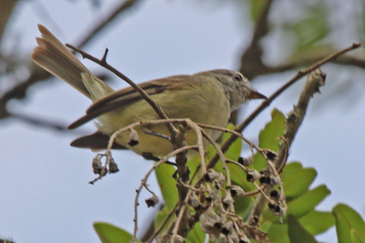 ヒラハシハエトリ（sulphurescens） - ML610913428