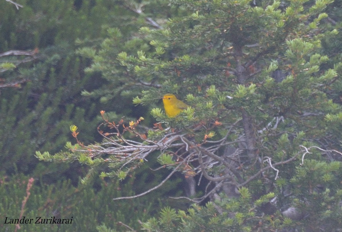 Wilson's Warbler - ML610913441