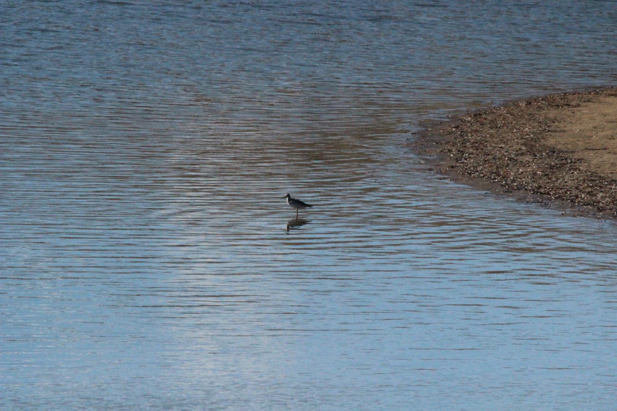 Greater Yellowlegs - ML610913475