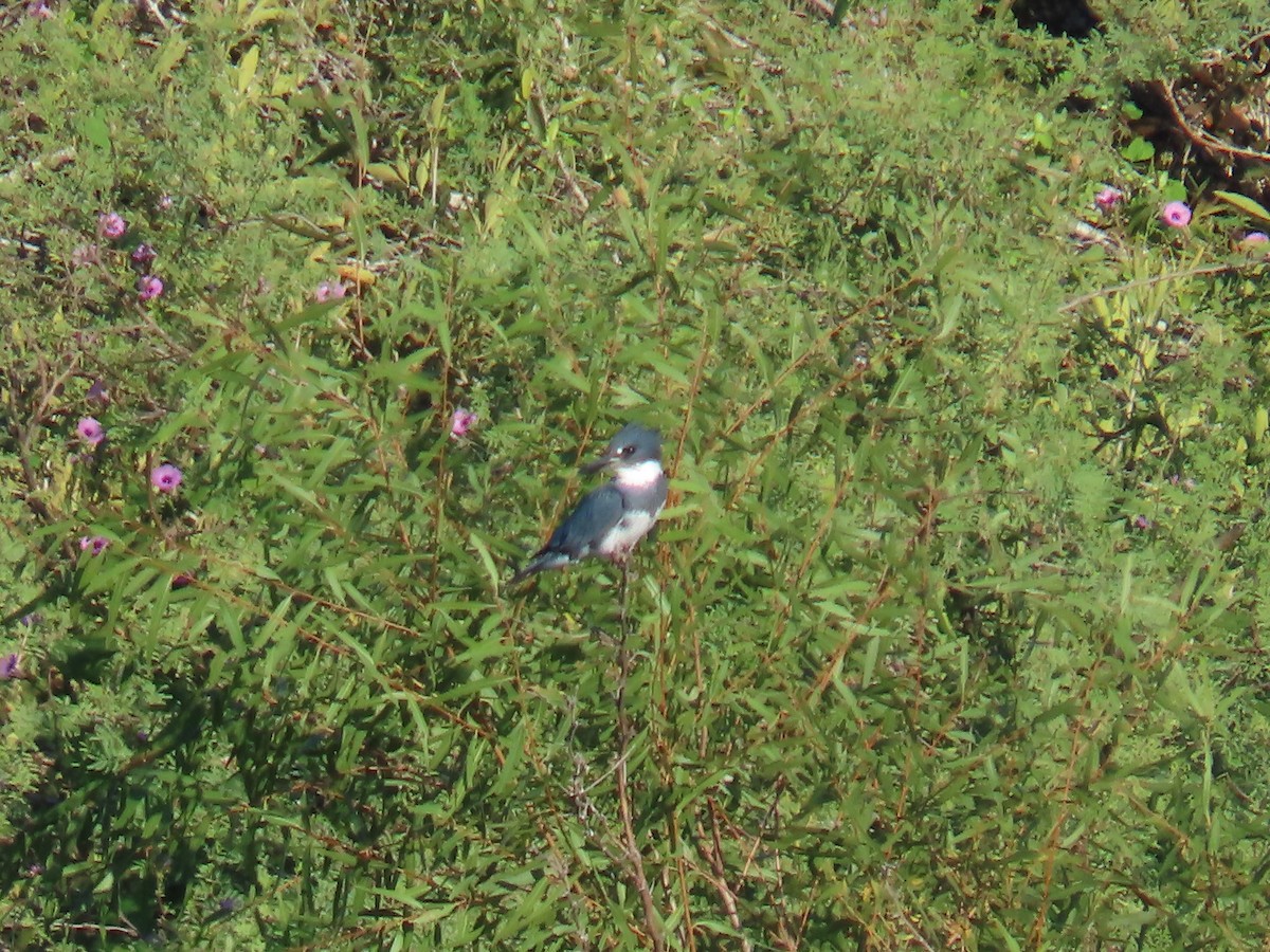 Belted Kingfisher - ML610913485