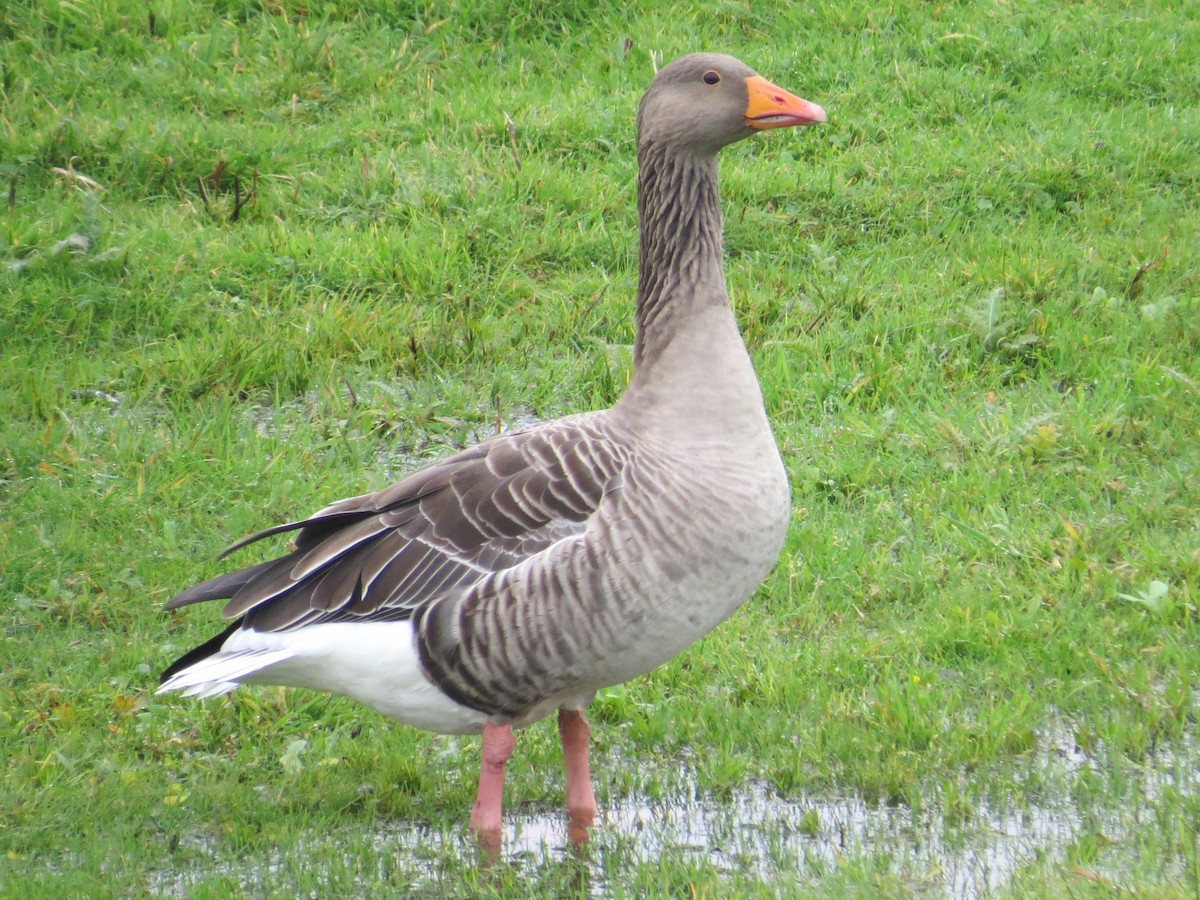 Graylag Goose - ML610913519