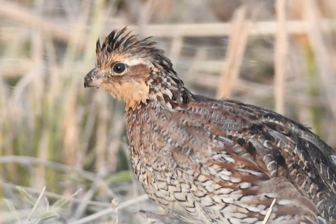 Northern Bobwhite - ML610913537