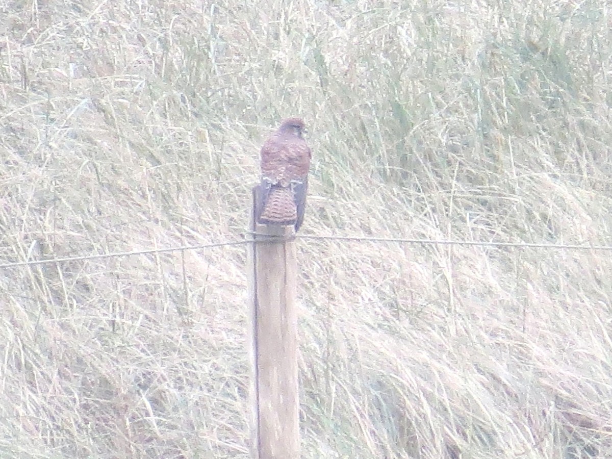 Eurasian Kestrel - ML610913550