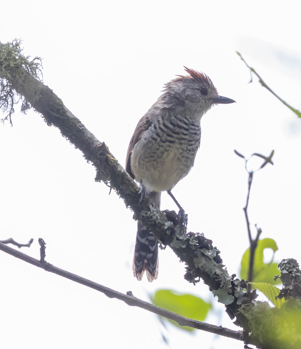 Rufous-capped Antshrike - ML610913587