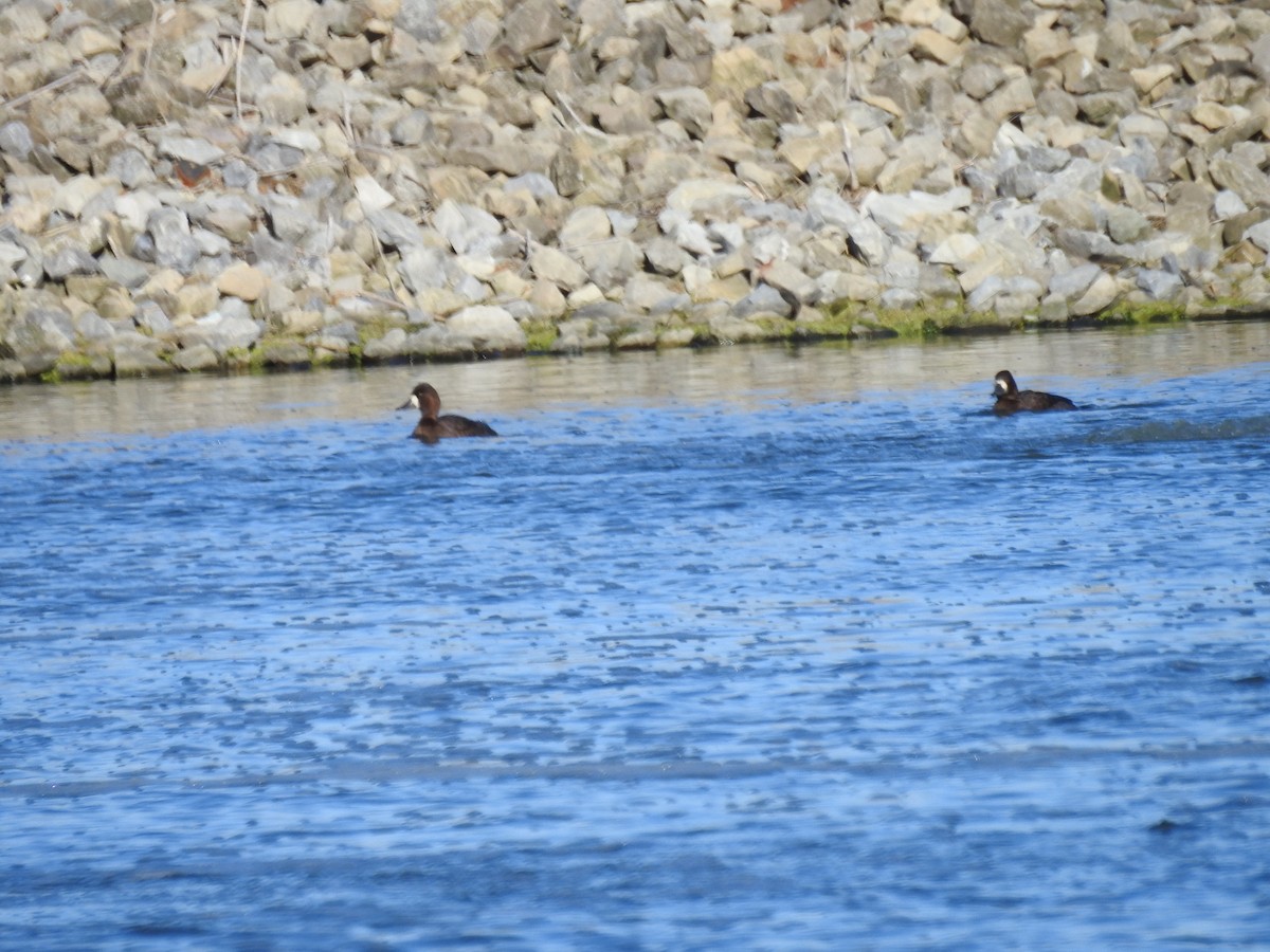 Greater/Lesser Scaup - ML610913684