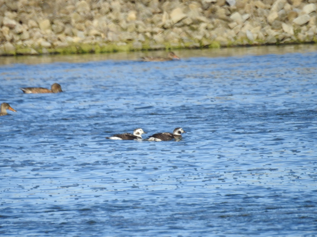 Long-tailed Duck - ML610913697