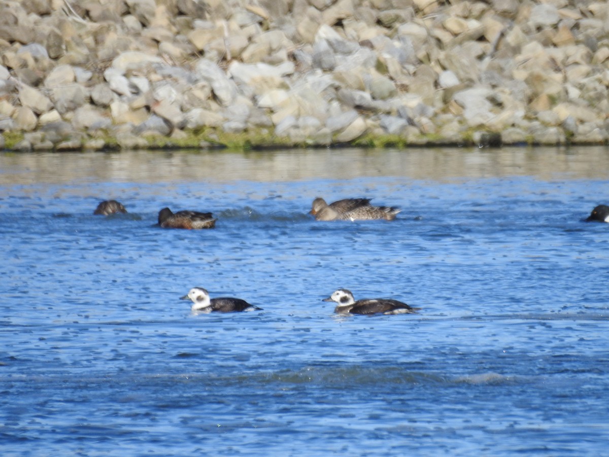Long-tailed Duck - ML610913713