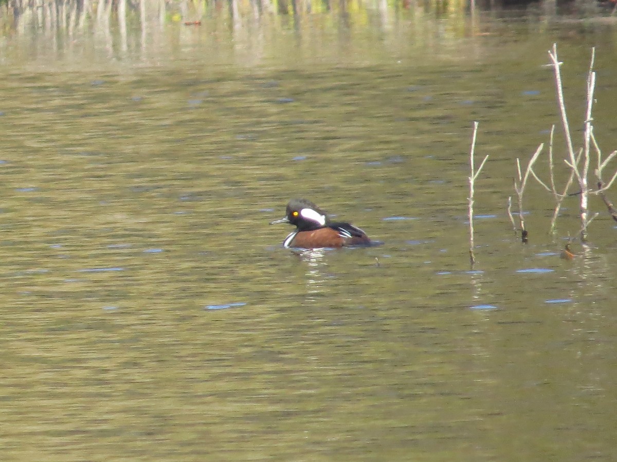 Hooded Merganser - ML610913728