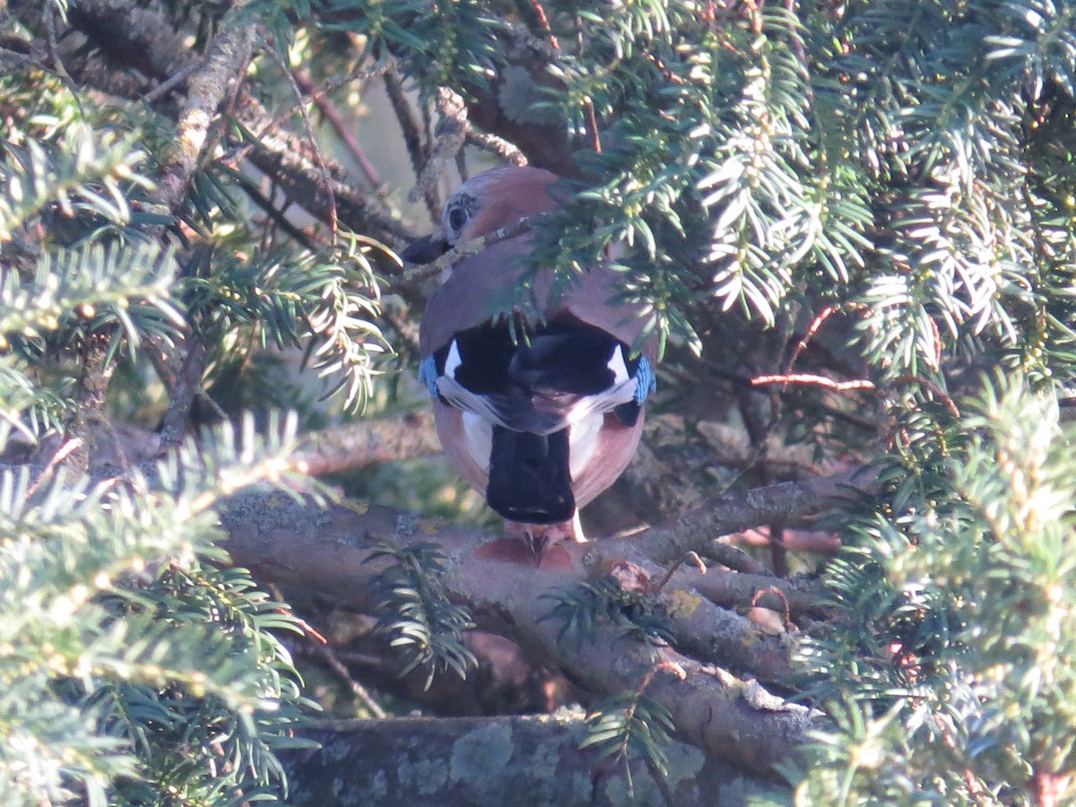 Eurasian Jay - ML610913802